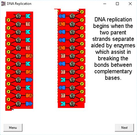 dna replication computer simulation.